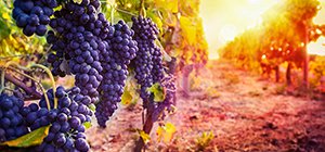 Corporate Tastings Classes